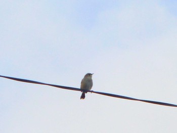 2024年5月26日(日) 国分川調節池の野鳥観察記録