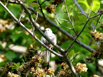 Long-tailed tit(japonicus) Nishioka Park Sun, 5/26/2024