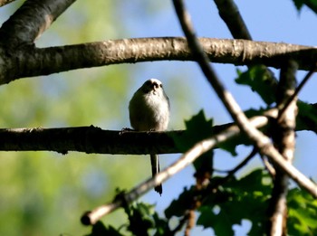 Long-tailed tit(japonicus) Nishioka Park Sun, 5/26/2024