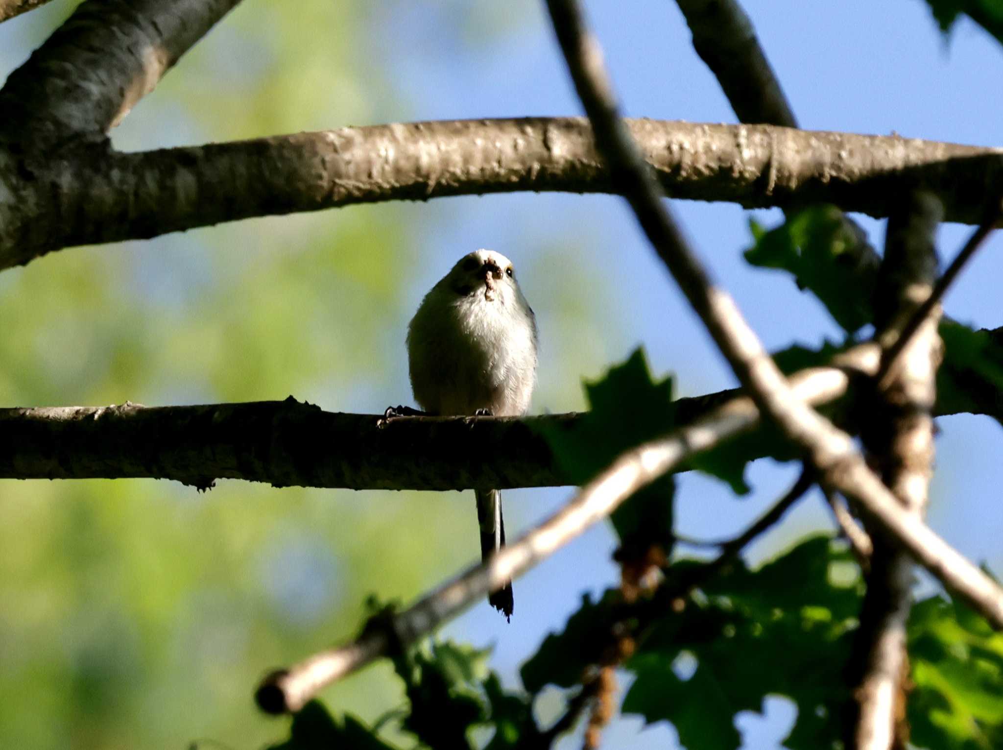 Photo of Long-tailed tit(japonicus) at Nishioka Park by しろくま