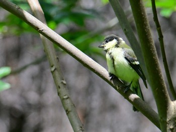 Japanese Tit Kyoto Gyoen Sat, 5/25/2024