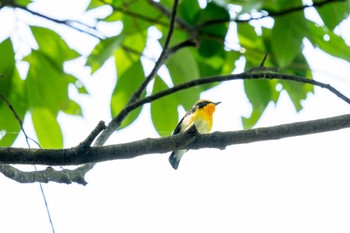 キビタキ 京都府立植物園 2024年5月26日(日)