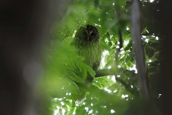 Sun, 5/26/2024 Birding report at 野木神社(栃木県)