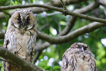 2024年5月26日(日) 渡良瀬遊水地の野鳥観察記録