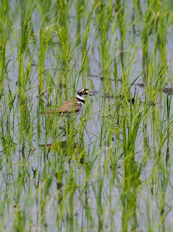 Little Ringed Plover Teganuma Sun, 5/26/2024