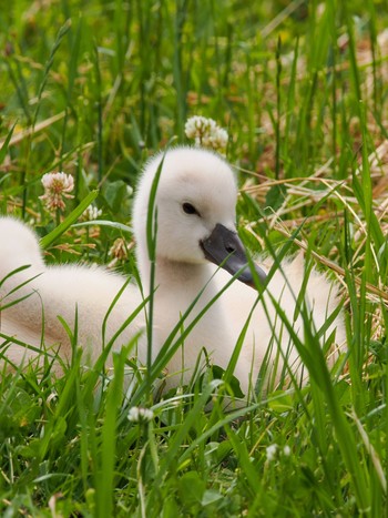 Mute Swan Teganuma Sun, 5/26/2024