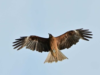 Black Kite 鴨川 Sat, 5/25/2024