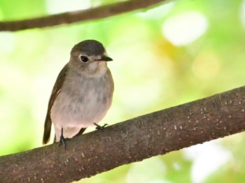 Asian Brown Flycatcher Kyoto Gyoen Sat, 5/25/2024