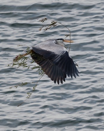 Grey Heron 彩湖 Sun, 5/26/2024