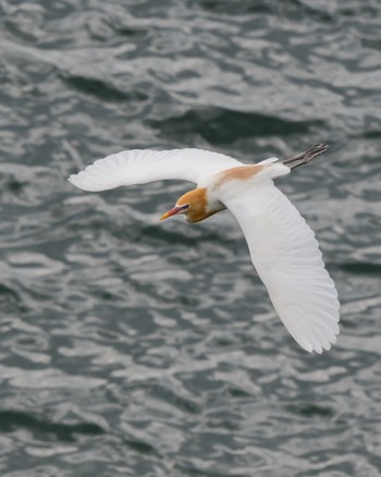 Eastern Cattle Egret 彩湖 Sun, 5/26/2024