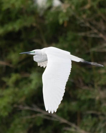 Great Egret 彩湖 Sun, 5/26/2024