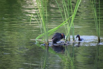 2024年5月25日(土) 白幡沼(さいたま市)の野鳥観察記録