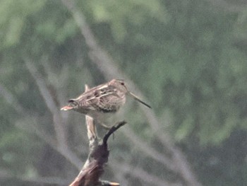 Sun, 5/26/2024 Birding report at JGSDF Kita-Fuji Exercise Area