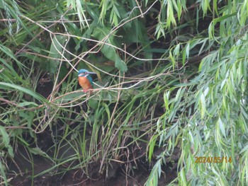 Common Kingfisher 境川（神奈川県） Tue, 5/14/2024