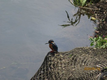 Common Kingfisher 境川（神奈川県） Tue, 5/14/2024