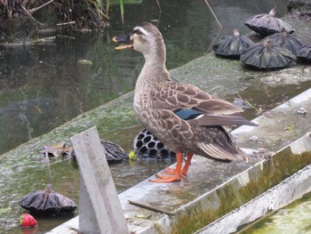 Eastern Spot-billed Duck Ueno Park Sat, 5/25/2024