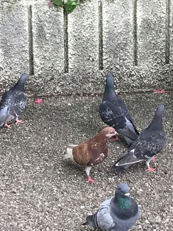 Rock Dove Ueno Park Sat, 5/25/2024