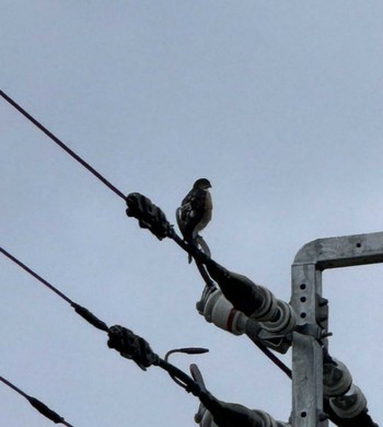 2024年5月26日(日) 徒歩圏内n(23区西部)の野鳥観察記録