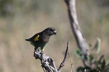 Meyer's Parrot Khwai Private Reserve(Okavango Delta) Mon, 5/13/2024