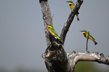 Little Bee-eater Khwai Private Reserve(Okavango Delta) Mon, 5/13/2024