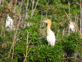 2024年5月26日(日) 越谷サギコロニーの野鳥観察記録