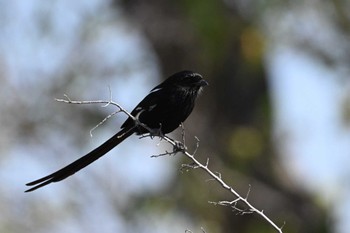 Magpie Shrike Khwai Private Reserve(Okavango Delta) Mon, 5/13/2024