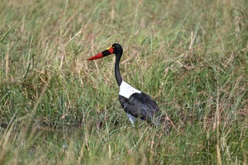 Saddle-billed Stork Khwai Private Reserve(Okavango Delta) Mon, 5/13/2024