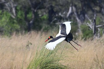 Saddle-billed Stork Khwai Private Reserve(Okavango Delta) Mon, 5/13/2024