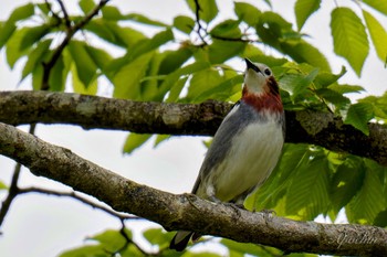 2024年5月25日(土) 須山口登山歩道の野鳥観察記録