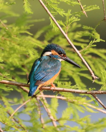 Common Kingfisher Koyaike Park Sun, 5/26/2024