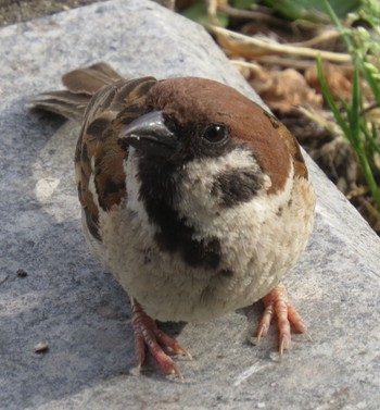 Eurasian Tree Sparrow Ueno Park Sat, 5/25/2024