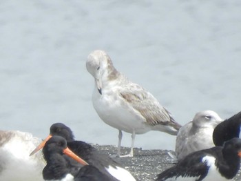 Black-tailed Gull Sambanze Tideland Mon, 5/20/2024