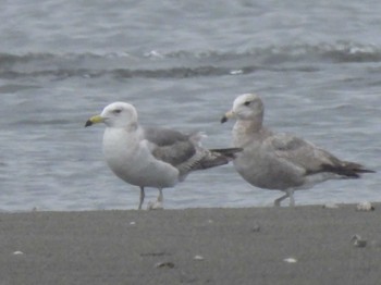 Black-tailed Gull Sambanze Tideland Mon, 5/20/2024