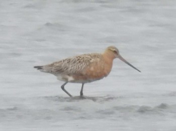 Bar-tailed Godwit Sambanze Tideland Mon, 5/20/2024