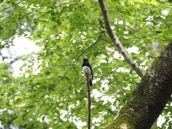 Blue-and-white Flycatcher 日向渓谷 Sat, 5/25/2024