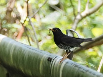 Japanese Thrush 日向渓谷 Sat, 5/25/2024