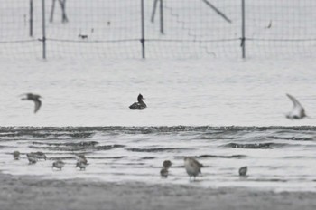 Red-breasted Merganser Sambanze Tideland Sun, 4/7/2024