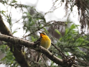 Narcissus Flycatcher 八王子城址 Sun, 5/26/2024