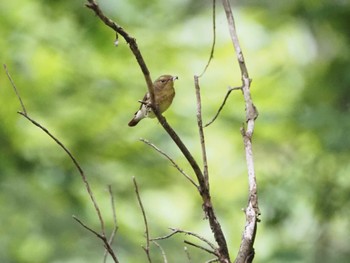 Narcissus Flycatcher 八王子城址 Sun, 5/26/2024