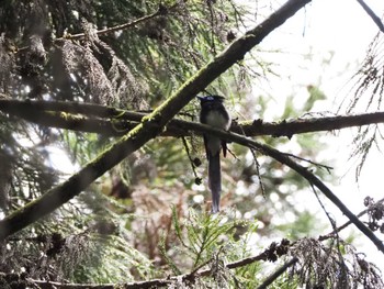 Black Paradise Flycatcher 八王子城址 Sun, 5/26/2024