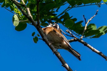 Meadow Bunting 木瀬ダム(愛知県 豊田市) Sat, 5/25/2024