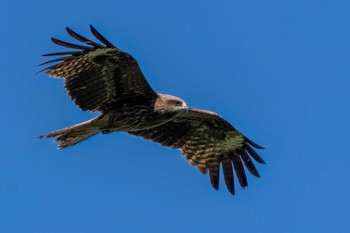 2024年5月25日(土) 木瀬ダム(愛知県 豊田市)の野鳥観察記録