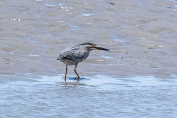 Striated Heron 稲永公園 Sat, 5/25/2024