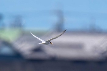 2024年5月25日(土) 稲永公園の野鳥観察記録