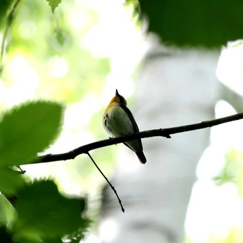 Narcissus Flycatcher Nishioka Park Sun, 5/26/2024