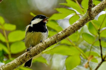 2024年5月25日(土) 水ヶ塚公園の野鳥観察記録