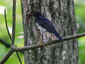 Japanese Thrush 太白山自然観察の森 Sun, 5/26/2024