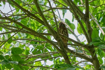 Sun, 5/26/2024 Birding report at 兵庫県