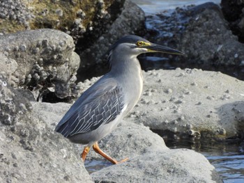 Sun, 5/26/2024 Birding report at Tokyo Port Wild Bird Park