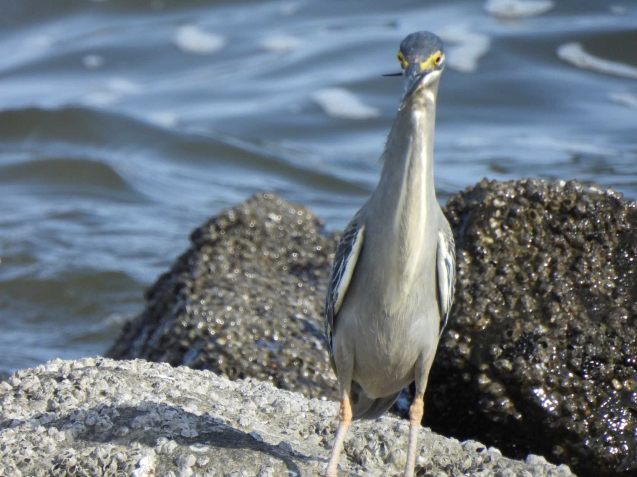 Photo of Striated Heron at Tokyo Port Wild Bird Park by ミサゴ好き🐦